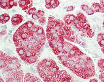 STRN4 Antibody (N-term)