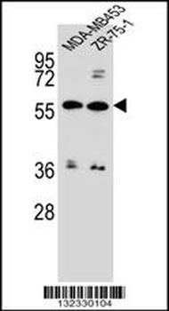 ABCG4 Antibody (N-term)