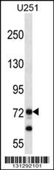 PEG10 Antibody (N-term)