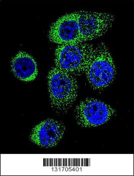 CASP12 Antibody (Center)