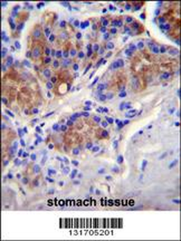 CASP12 Antibody (Center)