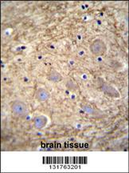 PCDHGA1 Antibody (Center)