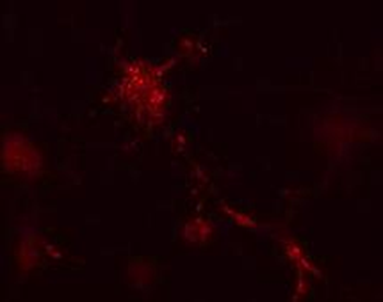 ATG12 Antibody (N-term)