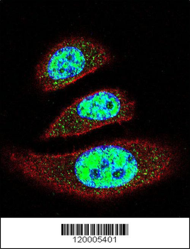 EAPII Antibody (C-term)