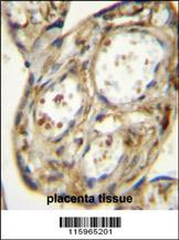 DLK Antibody