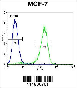 RARS Antibody (C-term)
