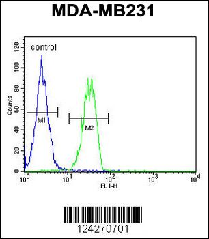 B4GALT6 Antibody (C-term)