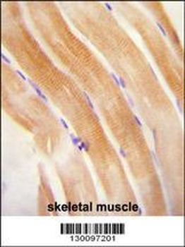 FNIP2 Antibody (C-term)