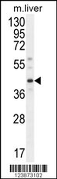 DNAJC11 Antibody (N-term)