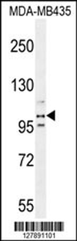 PEAR1 Antibody (C-term)