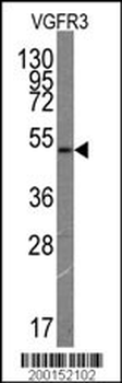 VGFR3 Antibody