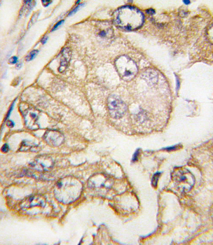VGFR3 Antibody