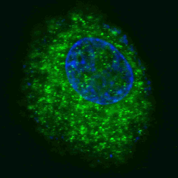 MET/HGFR Antibody