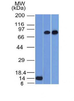 p63 Antibody