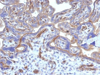 Thrombomodulin / CD141 Antibody