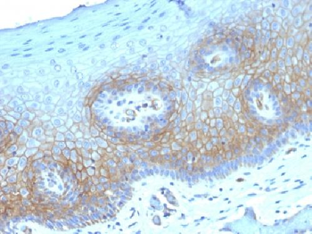 Thrombomodulin / CD141 Antibody