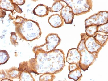 Thrombomodulin / CD141 Antibody