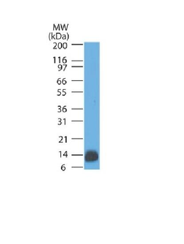 S100B Antibody