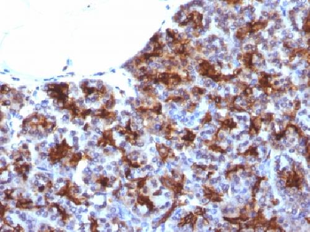 MAML3 Antibody