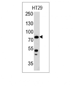 Moesin Antibody