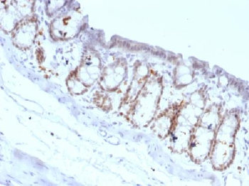 FOXA1 / HNF3A Antibody