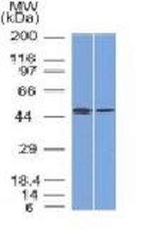 FOXA1 / HNF3A Antibody