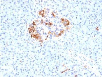 Ferritin, Light Chain (FTL) (Microglia Marker) Antibody