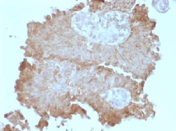 Protocadherin FAT2 (FAT Atypical Cadherin 2) Antibody