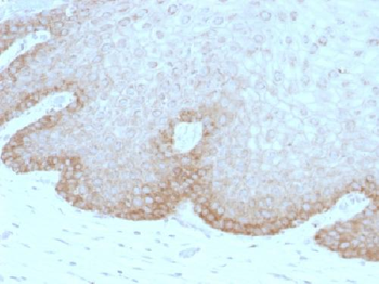 Protocadherin FAT2 (FAT Atypical Cadherin 2) Antibody