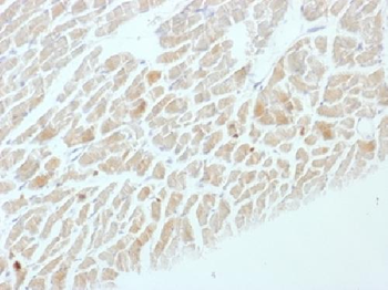 NSE gamma Antibody
