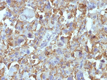 Macrophage & Histiocytoma Marker Antibody - With BSA and Azide