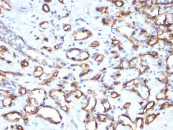 CD34 (Hematopoietic Stem Cell & Endothelial Marker) Antibody - With BSA and Azide