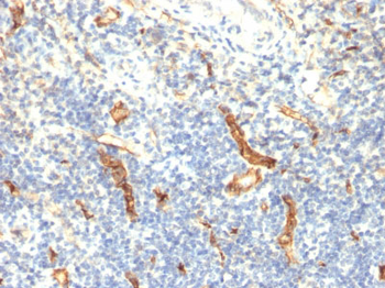 CD34 (Hematopoietic Stem Cell & Endothelial Marker) Antibody - With BSA and Azide