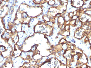 CD34 (Hematopoietic Stem Cell & Endothelial Marker) Antibody - With BSA and Azide