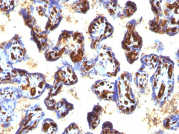 CD34 (Hematopoietic Stem Cell & Endothelial Marker) Antibody - With BSA and Azide