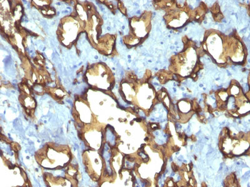 CD34 (Hematopoietic Stem Cell & Endothelial Marker) Antibody - With BSA and Azide