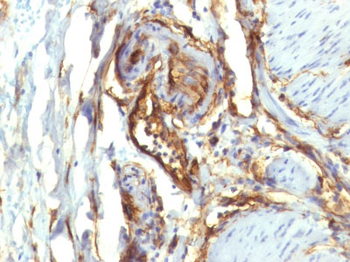 CD34 (Hematopoietic Stem Cell & Endothelial Marker) Antibody - With BSA and Azide