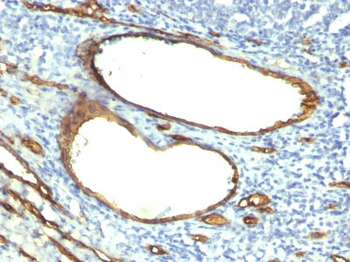 CD34 (Hematopoietic Stem Cell & Endothelial Marker) Antibody - With BSA and Azide