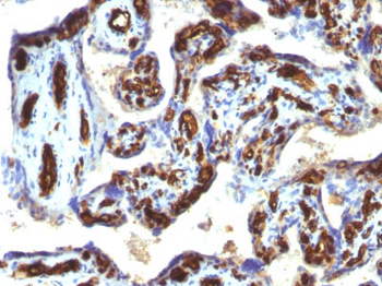 CD34 (Hematopoietic Stem Cell & Endothelial Marker) Antibody - With BSA and Azide
