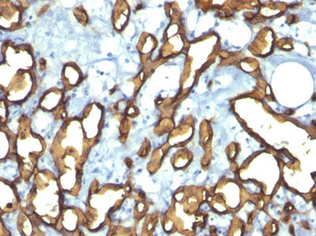 CD34 (Hematopoietic Stem Cell & Endothelial Marker) Antibody - With BSA and Azide