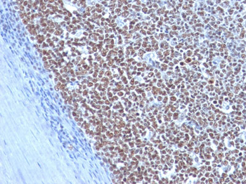 Cyclin B1 (G2- & M-phase Cyclin) Antibody - With BSA and Azide