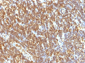 SUMO-2 Antibody - With BSA and Azide