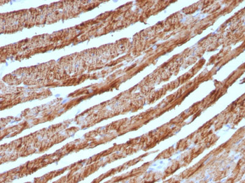 Cytochrome C (Mitochondrial Marker) Antibody - With BSA and Azide