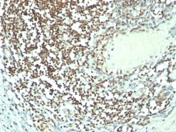 Nucleolin (Marker of Human Cells) Antibody - With BSA and Azide