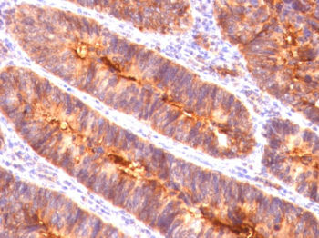 MUC1 / EMA / CD227 (Epithelial Marker) Antibody - With BSA and Azide