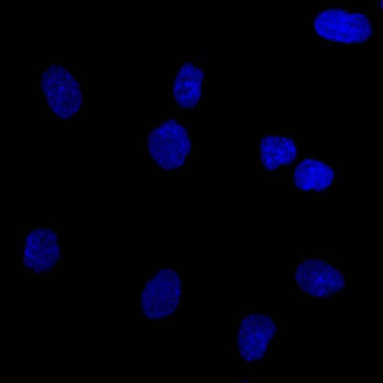 Ep-CAM / CD326 (Epithelial Marker) Antibody - With BSA and Azide