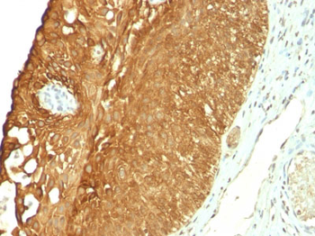 Cytokeratin 19 (KRT19) (Pancreatic Stem Cell Marker) Antibody - With BSA and Azide