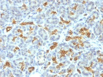 Cytokeratin 19 (KRT19) (Pancreatic Stem Cell Marker) Antibody - With BSA and Azide