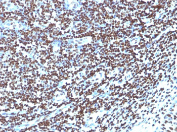 Histone H1 (Nuclear Marker) Antibody - With BSA and Azide