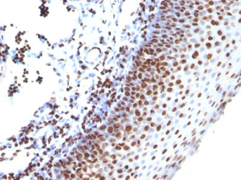 Histone H1 (Nuclear Marker) Antibody - With BSA and Azide